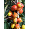 MALUS JOHN DOWNIE (Pommier d'ornement)