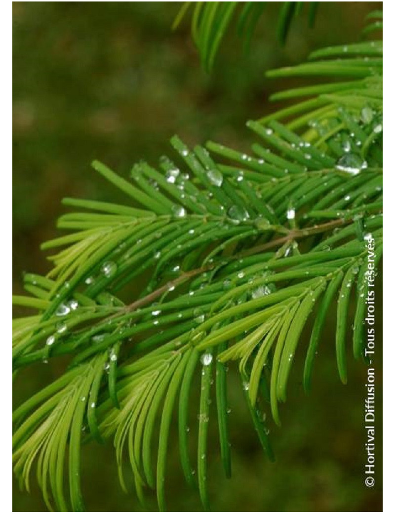 METASEQUOIA glyptostroboides (Metaséquoia)