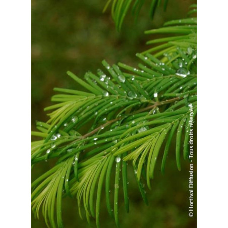 METASEQUOIA glyptostroboides (Metaséquoia)