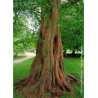 METASEQUOIA glyptostroboides (Metaséquoia)