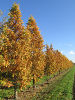 METASEQUOIA glyptostroboides
