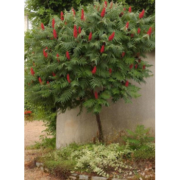 RHUS typhina (Sumac de Virginie, Sumac amaranthe)