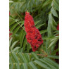 RHUS typhina (Sumac de Virginie, Sumac amaranthe)