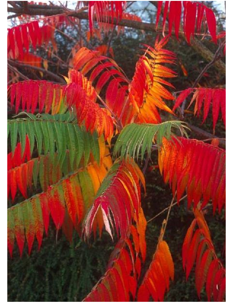 RHUS typhina (Sumac de Virginie, Sumac amaranthe)