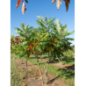 RHUS typhina (Sumac de Virginie, Sumac amaranthe)