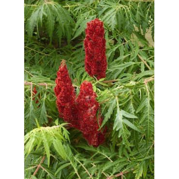 RHUS typhina DISSECTA (Sumac de Virginie)