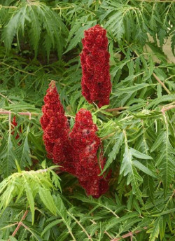 RHUS typhina DISSECTA