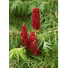 RHUS typhina DISSECTA (Sumac de Virginie)