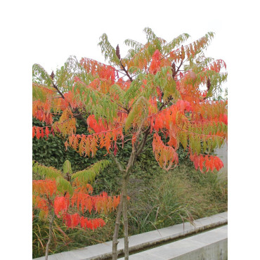 RHUS typhina DISSECTA (Sumac de Virginie)