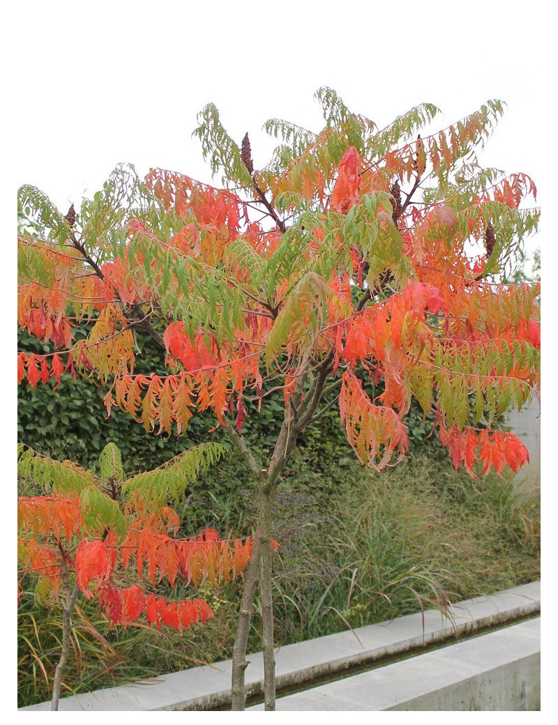 RHUS typhina DISSECTA (Sumac de Virginie)