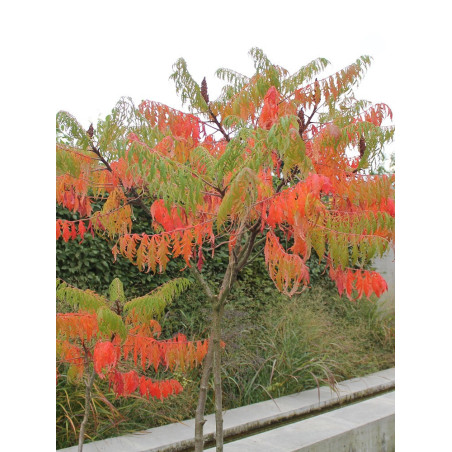 RHUS typhina DISSECTA (Sumac de Virginie)