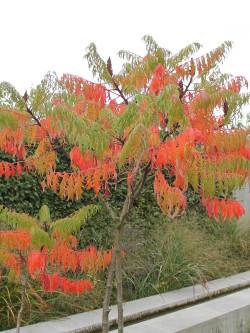 RHUS typhina DISSECTA