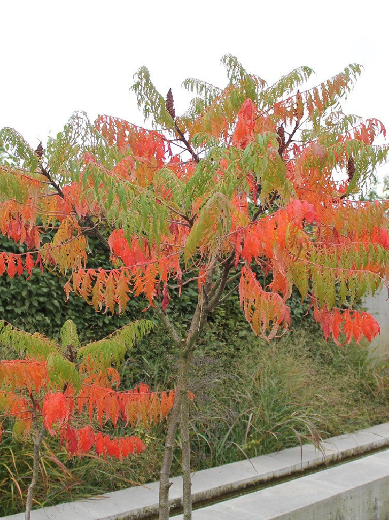 RHUS typhina DISSECTA