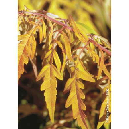 RHUS typhina TIGER EYES® (Sumac de Virginie Tiger Eyes)