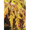 RHUS typhina TIGER EYES® (Sumac de Virginie Tiger Eyes)