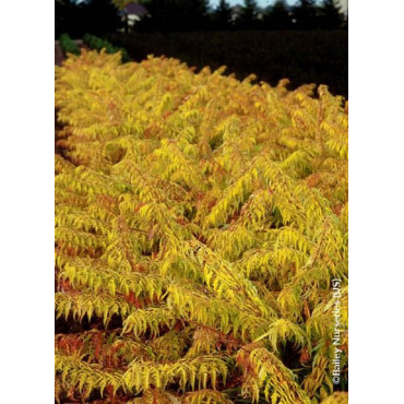 RHUS typhina TIGER EYES® (Sumac de Virginie Tiger Eyes)