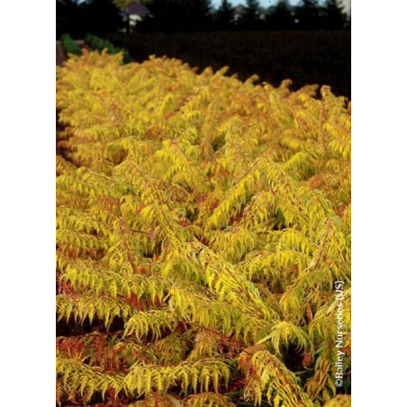 RHUS typhina TIGER EYES® (Sumac de Virginie Tiger Eyes)