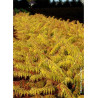 RHUS typhina TIGER EYES® (Sumac de Virginie Tiger Eyes)