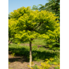 RHUS typhina TIGER EYES® (Sumac de Virginie Tiger Eyes)