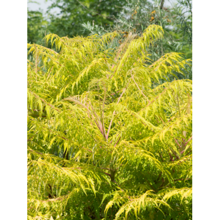 RHUS typhina TIGER EYES® (Sumac de Virginie Tiger Eyes)