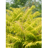 RHUS typhina TIGER EYES® (Sumac de Virginie Tiger Eyes)