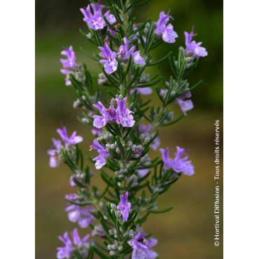 ROSMARINUS officinalis (Romarin commun)