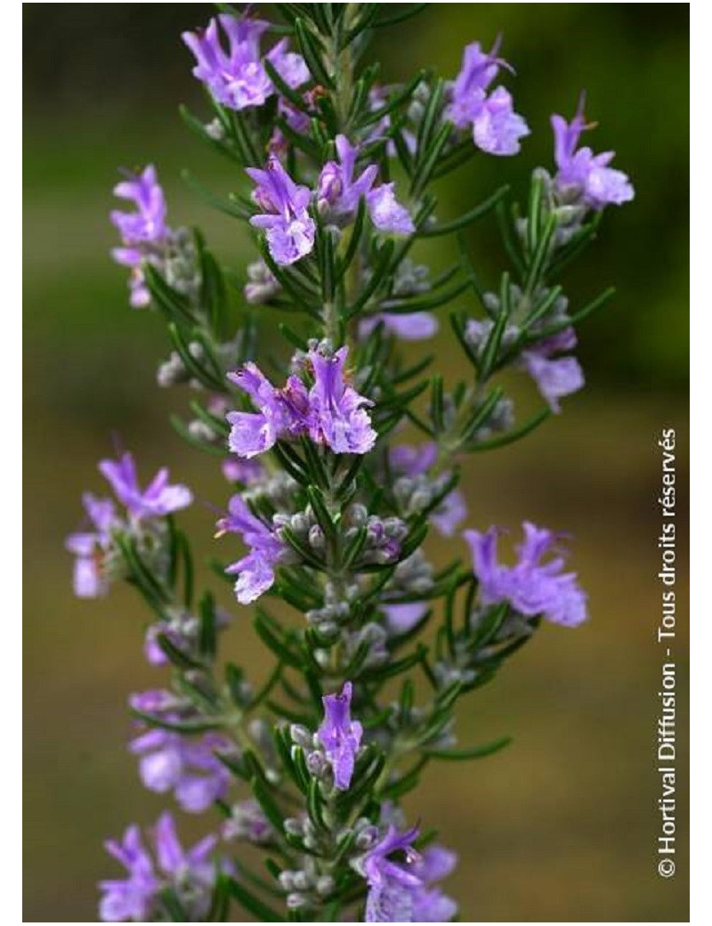 ROSMARINUS officinalis (Romarin commun)