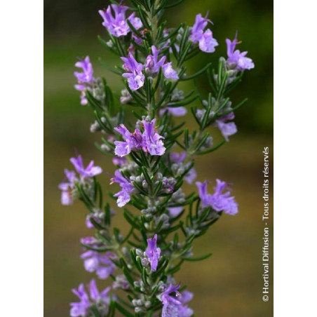 ROSMARINUS officinalis (Romarin commun)