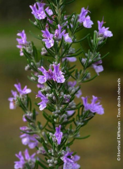 ROSMARINUS officinalis