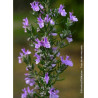 ROSMARINUS officinalis (Romarin commun)