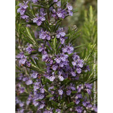 ROSMARINUS officinalis (Romarin commun)