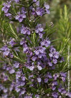 ROSMARINUS officinalis