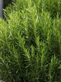 ROSMARINUS officinalis