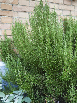 ROSMARINUS officinalis