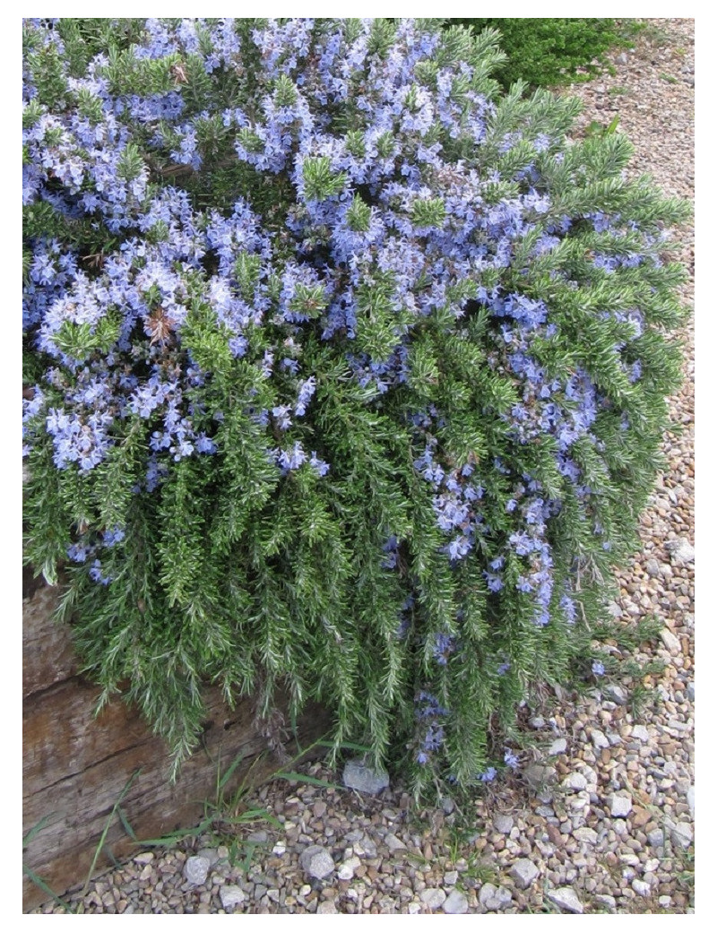 ROSMARINUS officinalis POINTE DU RAZ (Romarin officinal Pointe du Raz)