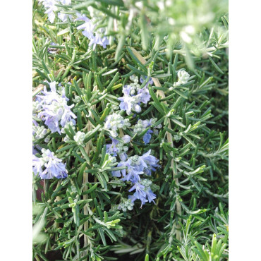 ROSMARINUS officinalis POINTE DU RAZ (Romarin officinal Pointe du Raz)