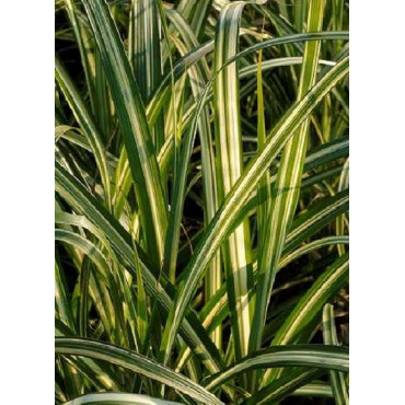 MISCANTHUS sinensis CABARET (Roseau de Chine, herbe à éléphant, eulalie)