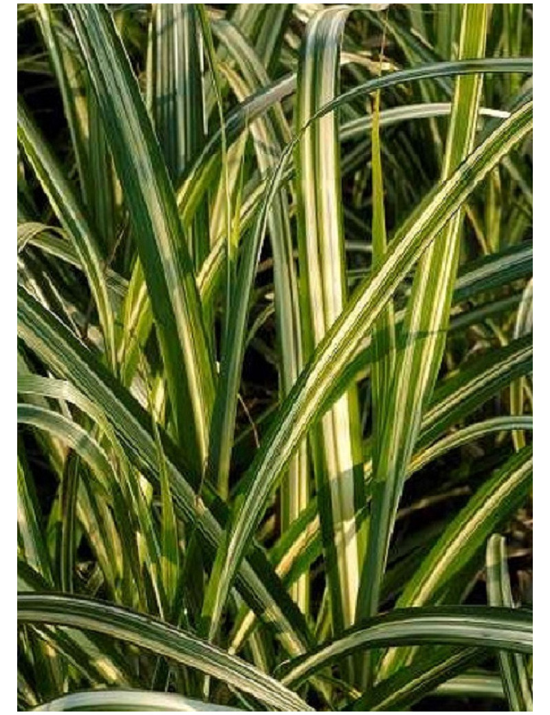 MISCANTHUS sinensis CABARET (Roseau de Chine, herbe à éléphant, eulalie)