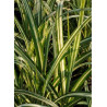 MISCANTHUS sinensis CABARET (Roseau de Chine, herbe à éléphant, eulalie)