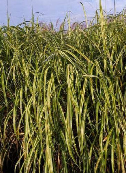 MISCANTHUS sinensis CABARET