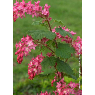 RIBES sanguineum PULBOROUGH SELECT (Groseillier à fleurs)