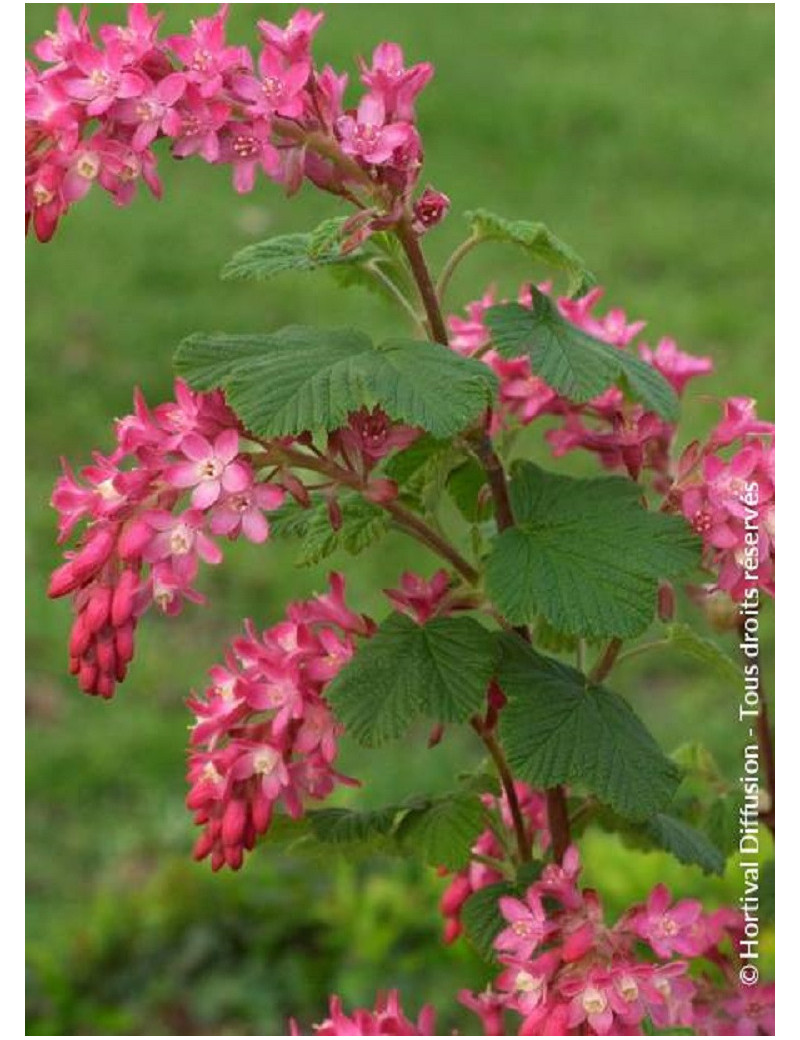 RIBES sanguineum PULBOROUGH SELECT (Groseillier à fleurs)