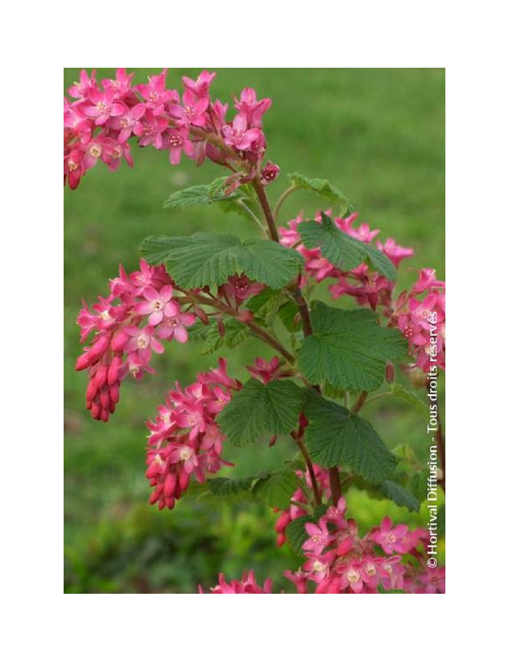 RIBES sanguineum PULBOROUGH SELECT