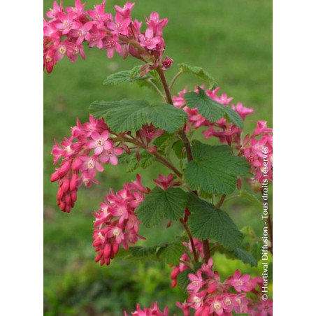 RIBES sanguineum PULBOROUGH SELECT (Groseillier à fleurs)