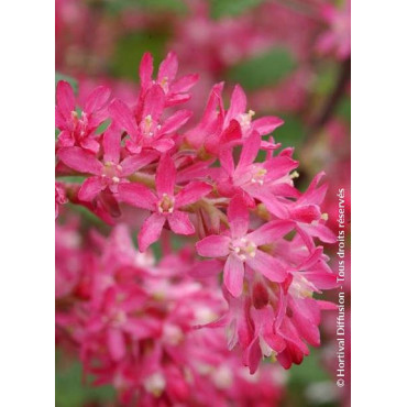 RIBES sanguineum PULBOROUGH SELECT (Groseillier à fleurs)