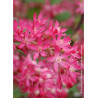 RIBES sanguineum PULBOROUGH SELECT