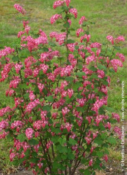 RIBES sanguineum PULBOROUGH SELECT