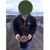 RIBES sanguineum PULBOROUGH SELECT En pot de 4-5 litres