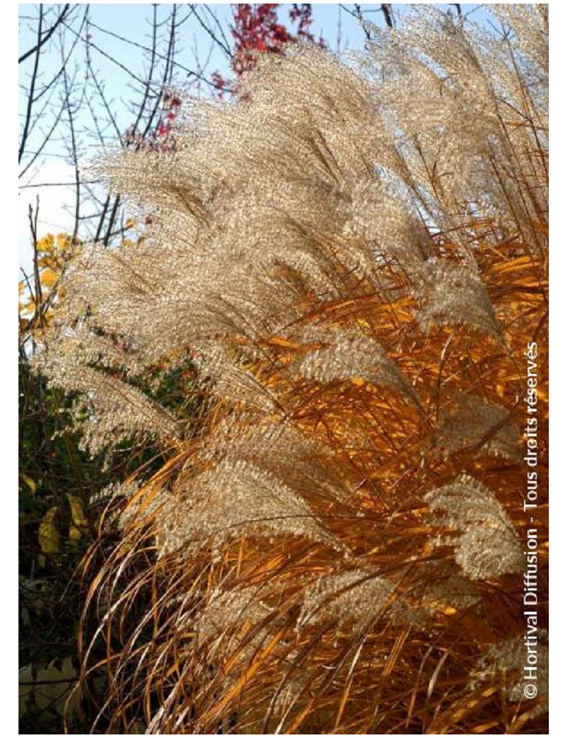 MISCANTHUS sinensis GRAZIELLA (Roseau de Chine, herbe à éléphant, eulalie)