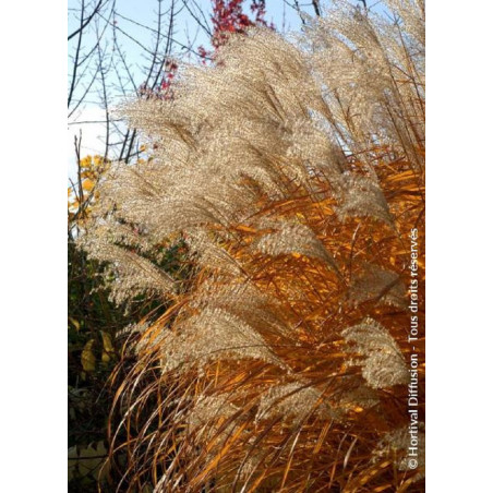 MISCANTHUS sinensis GRAZIELLA (Roseau de Chine, herbe à éléphant, eulalie)